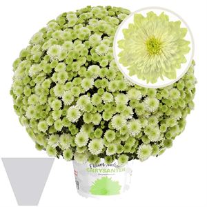 Bild von Bolchrysant gehoest P19 geen kleur Primo pistache